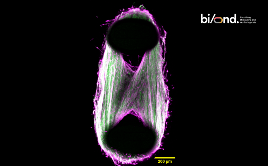 Stimulating 3D Skeletal Muscle Microtissues in a Novel Perfusable Microphysiological System with Integrated Electrodes